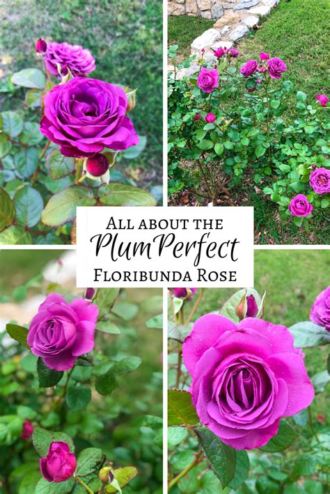 Plum Perfect Rose Floribunda Rose Plum Perfect Rose Fragrant Roses