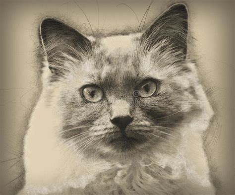 Cute Cat Realistic Drawing Of A Cat Stock Illustration