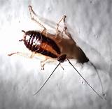 Images of Nymph Cockroach
