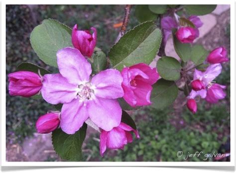 Crabapple Tree Identification Identifying Malus By Leaf And Flowers