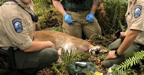 Bike Ride Turns Deadly After Cougar Attack In Washington State Cbs News