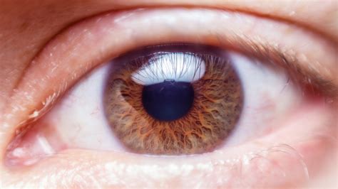 Human Eye Close Up Free Stock Photo Public Domain Pictures