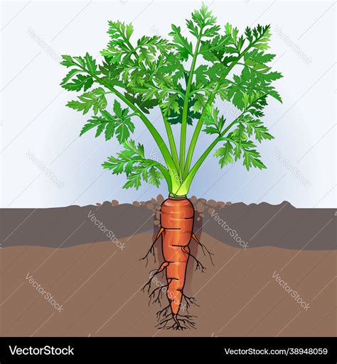 Carrot Plant Royalty Free Vector Image Vectorstock