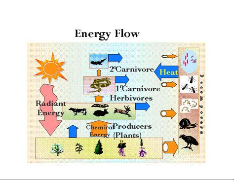 Energy Flow In Ecosystem
