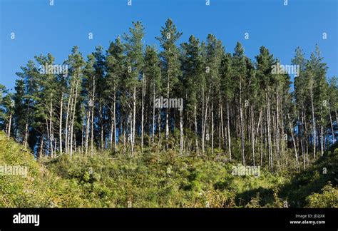 Pine Tree Plantation Growing To On A Hill Side Stock Photo Alamy