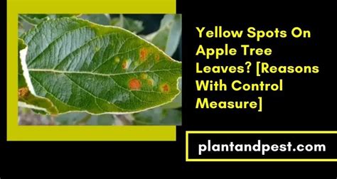 Yellow Spots On Apple Tree Leaves 4 Reasons With Control Measure