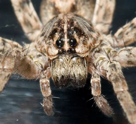 Eight Strange But True Spider Facts Smithsonian Institution