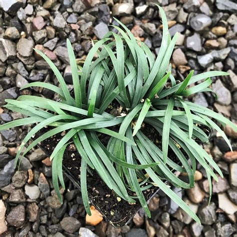 Apostichopus japonicus, a sea cucumber species. Ophiopogon japonicus 'Nana' - Dwarf Mondo Grass (3.5" Pot ...