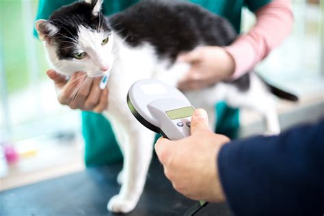If a microchip cannot be found on a lost pet it is a good idea to scan them with a stud finder to see if they have a microchip that has stopped working. The Importance of Microchipping Pets