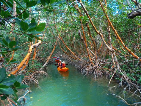 Mangroves And Manatees Eco Tour Key Largo Fl Florida Keys Kayak