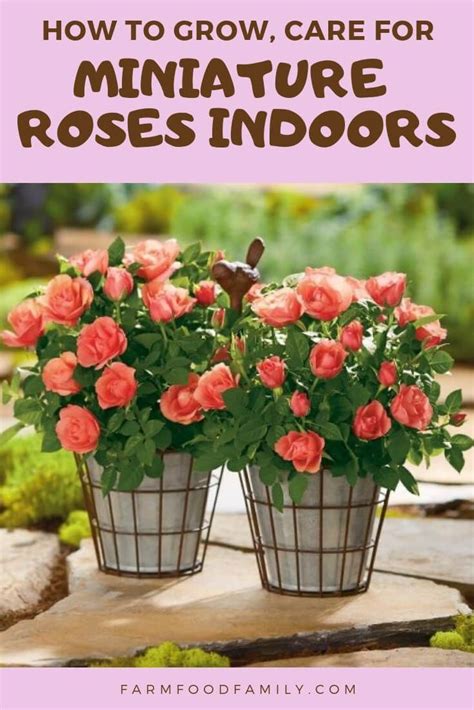 How To Care For A Mini Rose Bush Indoors Mollie Knight