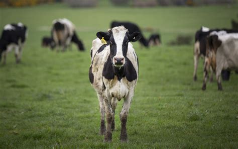 Independent Review Of 1080 Drop That Killed Cows New