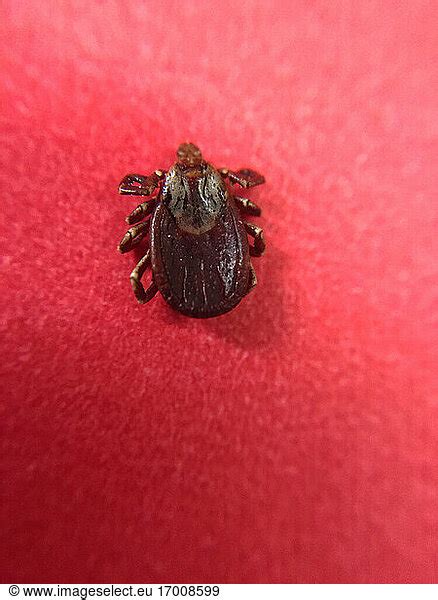 This Adult Dog Tick This Adult Dog Tick Or Dermacentor Variabilis Was
