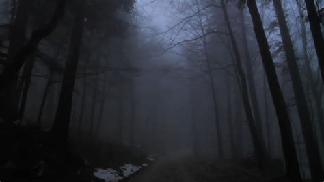 Ethereums Dark Forest Is Worth Cultivating By Trenton Van Epps Medium