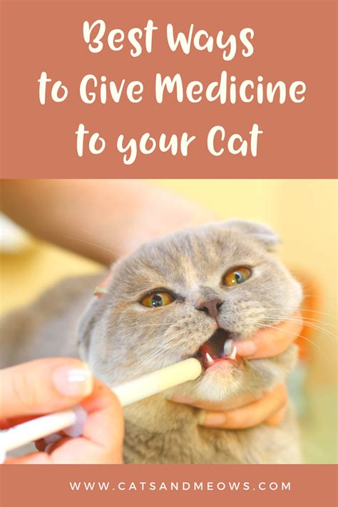 The Best Ways To Give Medicine To Your Cat Cat Medicine