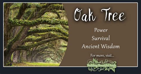 Oak Tree Meaning & Symbolism | Tree Symbolism & Meanings