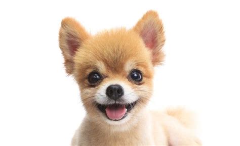 The 5 Reasons For Short Haired Pomeranian Dogs Explained In Detail