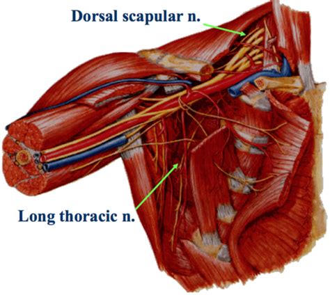 Anatomy Scapular And Pec Regions Nerves Vessels And Brachial Plexus Flashcards Quizlet