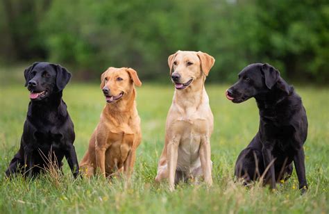 What Are The Different Colors Of Labrador Retrievers