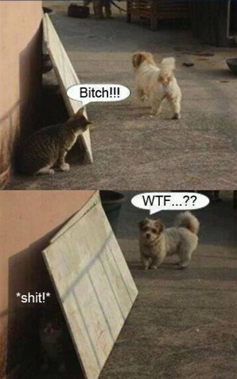 Catch The Suprising Funny Dog Vs Cat Memes Appropriate