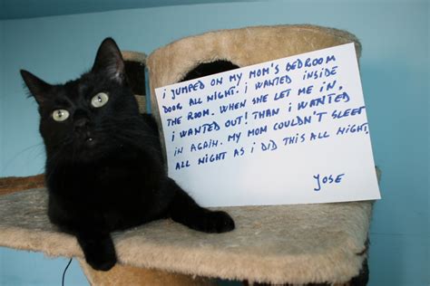 Here is a set of cute and funny cat pics to make your day delightful and spread smile on your face. Funny Cat Confession! - Land of Cats