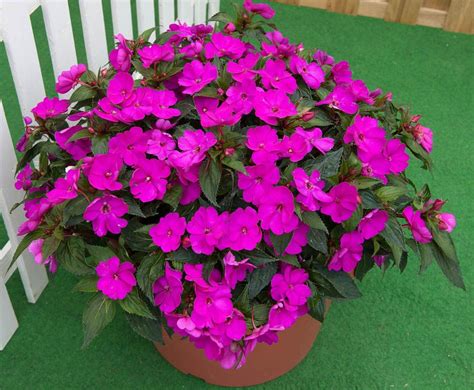 Sunpatiens Compact Purple Kwiaty Balkonowe