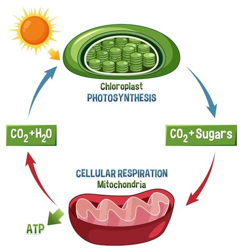 Cellular Respiration Cellular Respiration Photosynthesis Diagram My