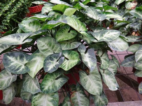 #teknologi pertanian diy penggali lubang pokok dan cara menanam pokok renek/ easy to planting shrub. JENIS-JENIS TANAMAN HIASAN | ilmu pertanian