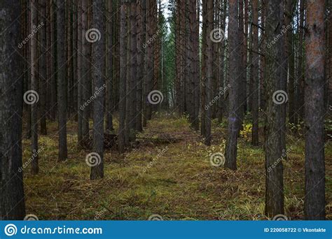 Slender High Alleys Of Pine Trees Green Grass And Moss Coniferous