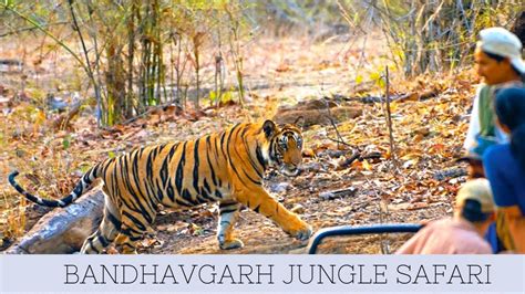 Bandhavgarh A Tour Of Wild Life Bandhavgarh Jungle Safari