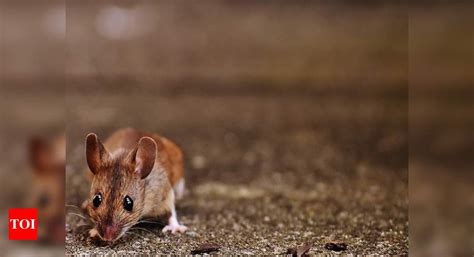 Glow In The Dark Mice Brings Next Generation Gene Therapies Closer