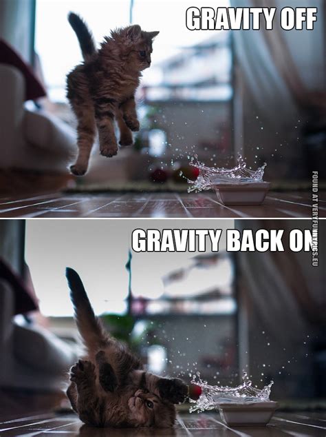Gravity Cat Very Funny Pics