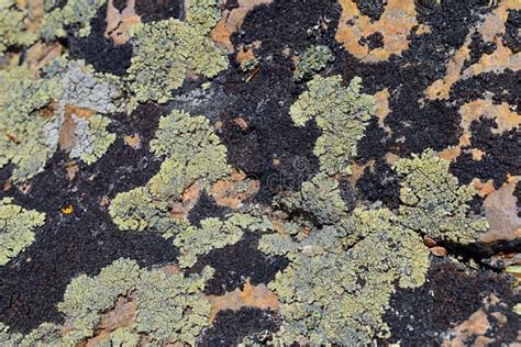 Multi Color And Types Crustose Lichen Organism That Arises From Algae