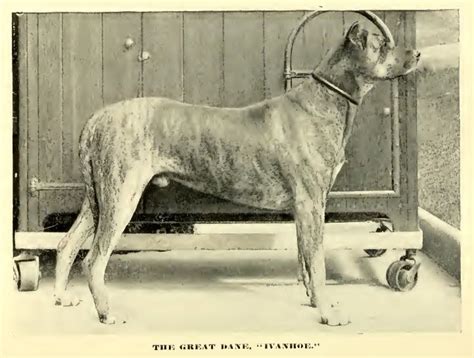 1890 Great Dane Ivanhoe Great Dane Information Dogs Hugging Great