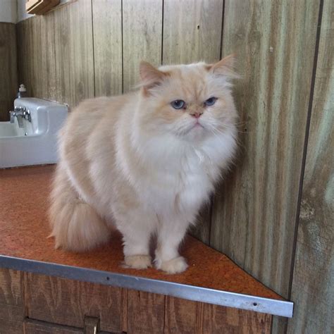 Focus On Ferals, Inc.