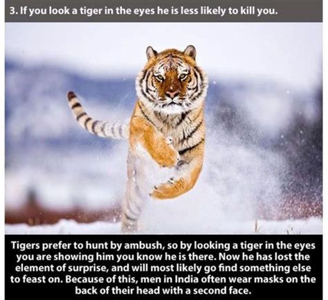 22 Interesting Facts About Tigers 22 Photos Klykercom