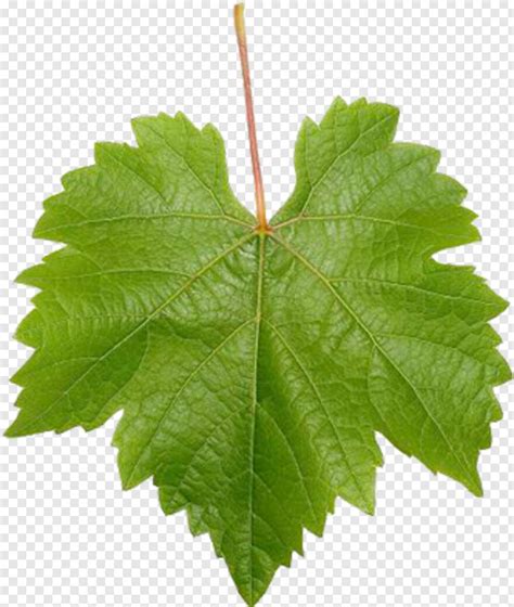 Red Vines Grape Vine Leaf Png Download 333x394 7588274 Png