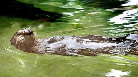 Giant Sea Otter Vs River Otter