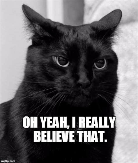 Black Cat Funny Memes