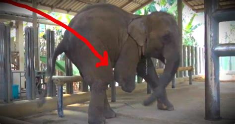 Injured Elephant Who Lost Her Leg Gets A Prosthetic Amazing