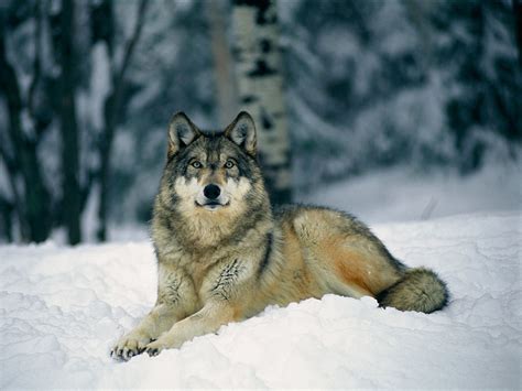 Wolf In Winter Wallpapers Hd Car Wallpapers
