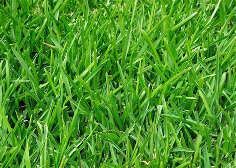 Water newly planted grass seed daily if the weather is over 80 degrees f. What is the Fastest Growing Grass Seed? (Answered)