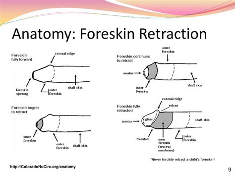 Ppt Circumcision And The Foreskin Powerpoint Presentation Free