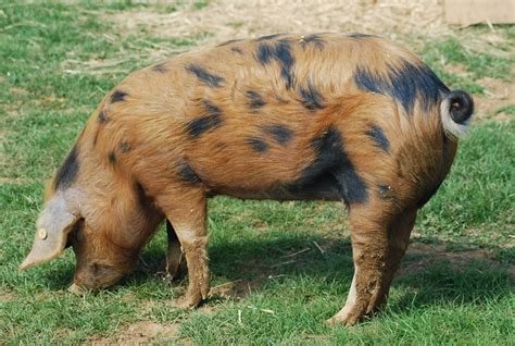 Posts About Berkshire Pigs On Le Logis Berkshire Pigs Pig Breeds
