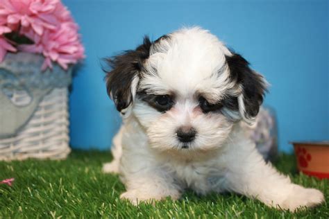 Morkies typically grow to reach 6 to 9 in height, weighing a maximum or 7 to 8 lbs. Morkie Puppies For Sale - Long Island Puppies