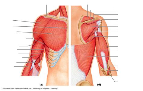 Shoulder Arm Muscles Diagram Quizlet