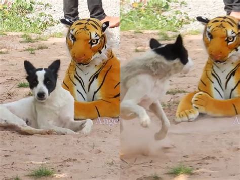 Youtuber Pranks Animals With A Stuffed Tiger In Viral Video