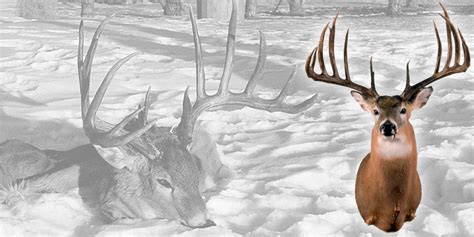 The Stories Behind The Biggest Typical Whitetail Deer Boone And