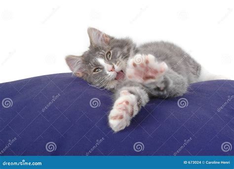 Kitten Stretching Stock Photo Image Of Mammals Cushion 673024