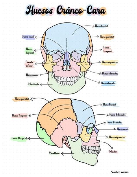 Hueso De La Cara Y Del Craneo Huesos De La Cara Hueso